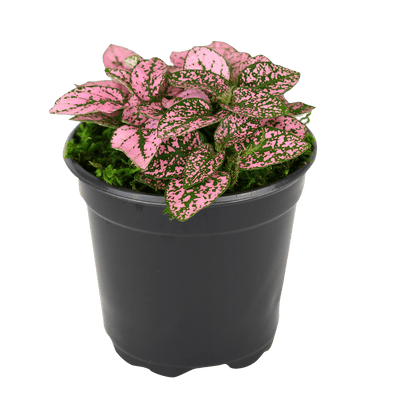 Polka Dot Plant