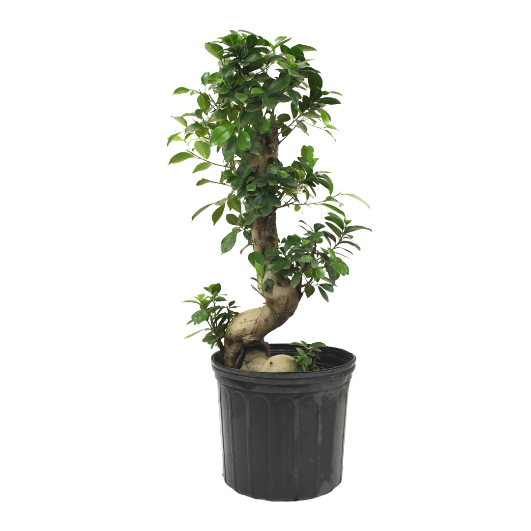 10-ficus-bonsai-piante-plants