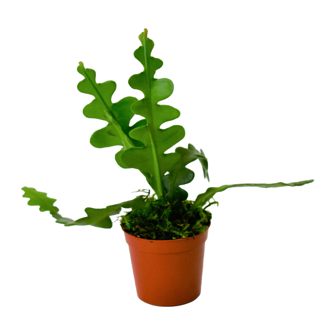 2.5 Fishbone Cactus – Piante Plants