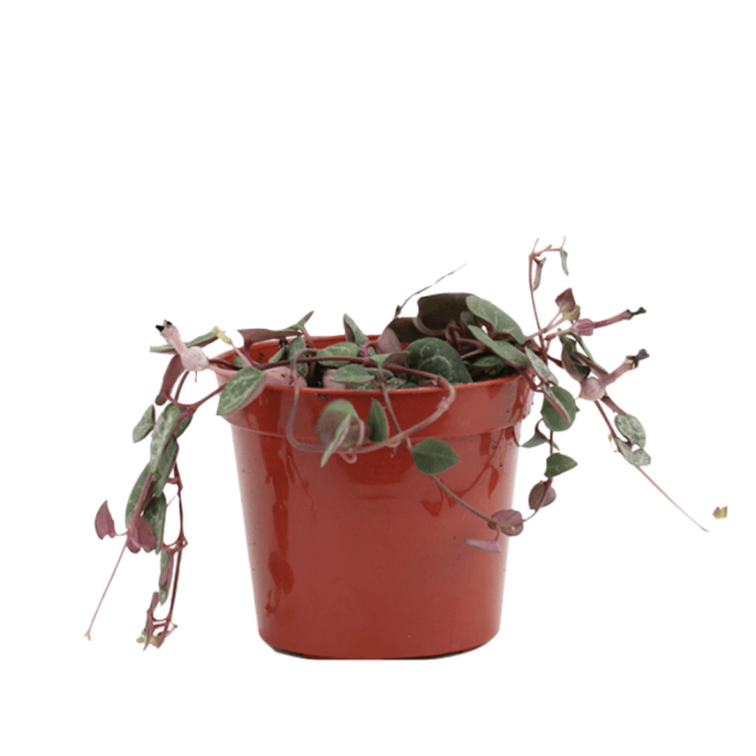 String of Hearts Plant for Sale