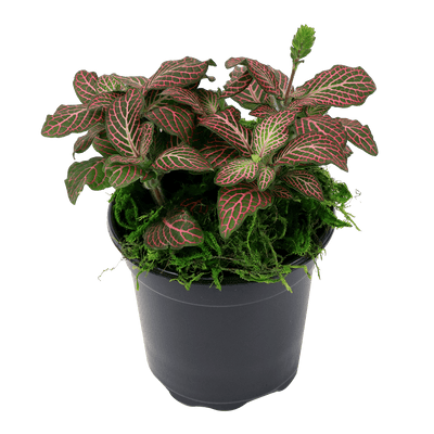 Fittonia