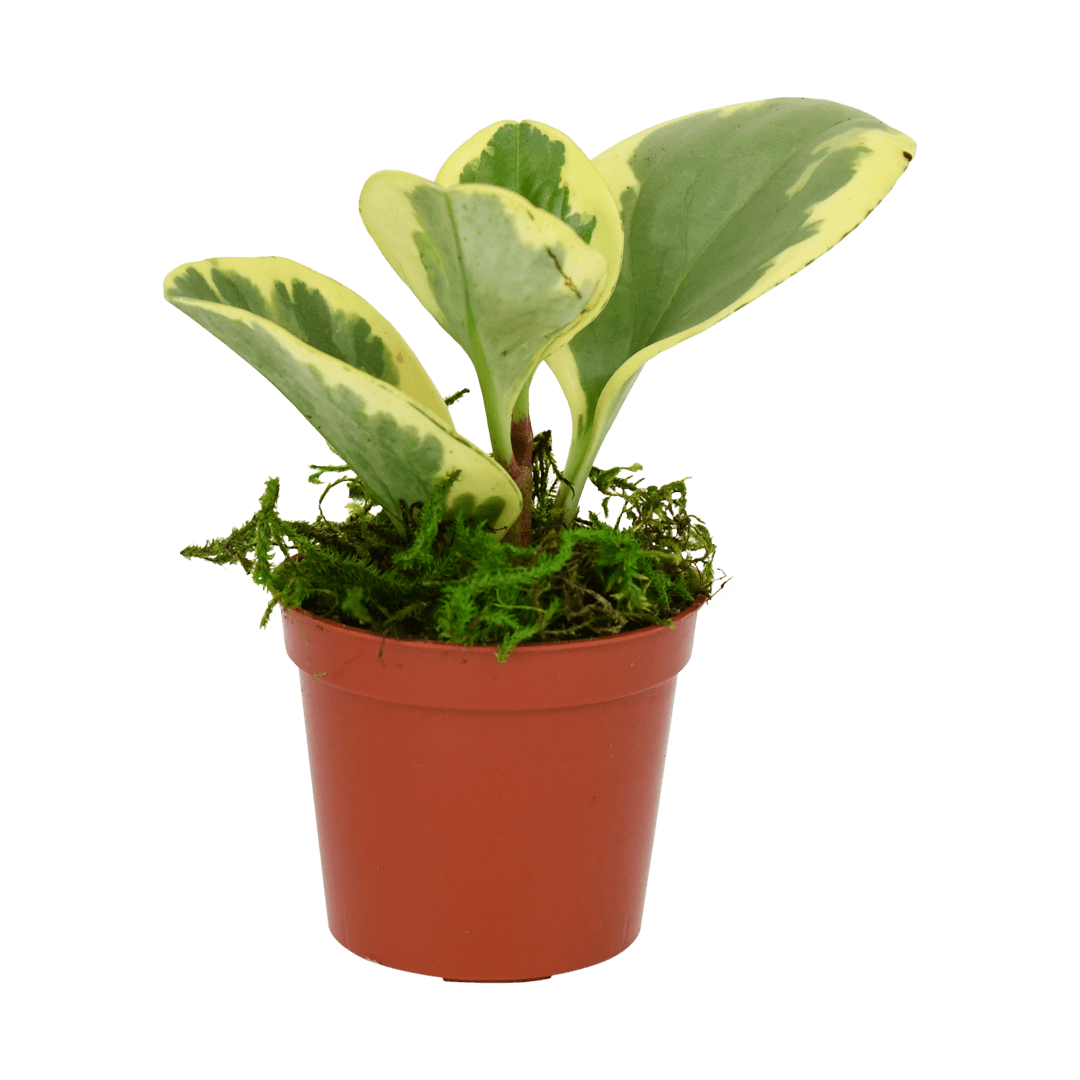 peperomia obtusifolia ou plante en caoutchouc pour bébé dans un pot de  fleurs sur une étagère. plantes vertes pour la décoration intérieure.  14261480 Photo de stock chez Vecteezy