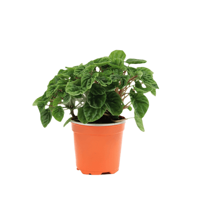 Ondulation de Peperomia