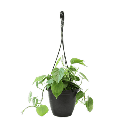 Philodendron Assortment