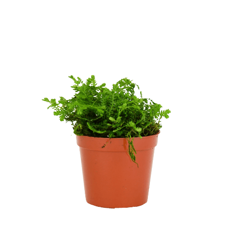 Spike Moss Fern – Piante Plants