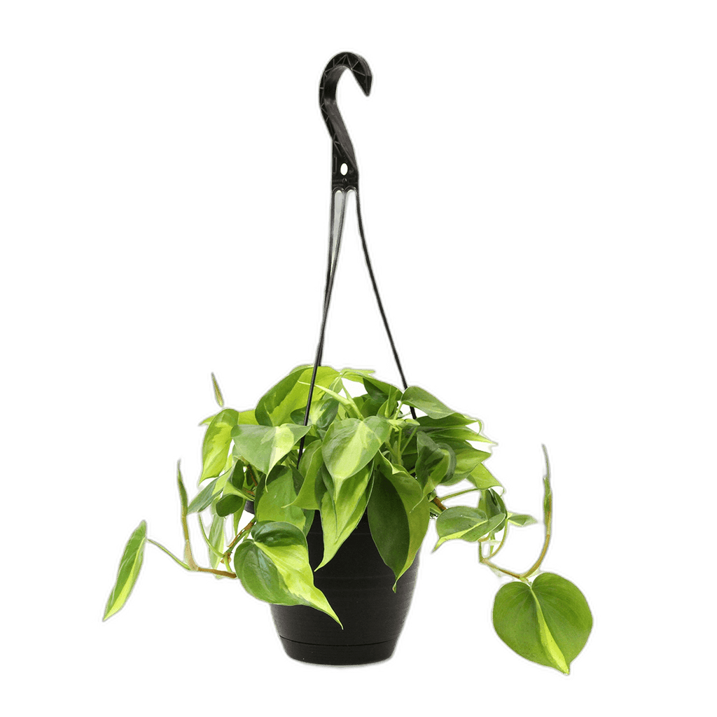 12 in. Tropical Foliage Philodenron Hanging Basket Plant