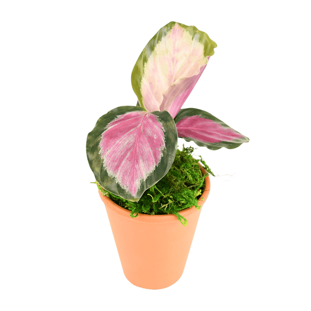 Air Purifying Plants – Piante Plants