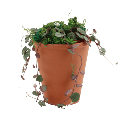 Plant accessories -  Canada